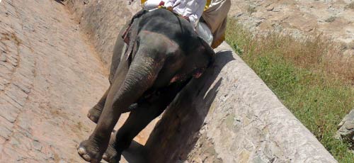 Ein Jaipur Elefant 